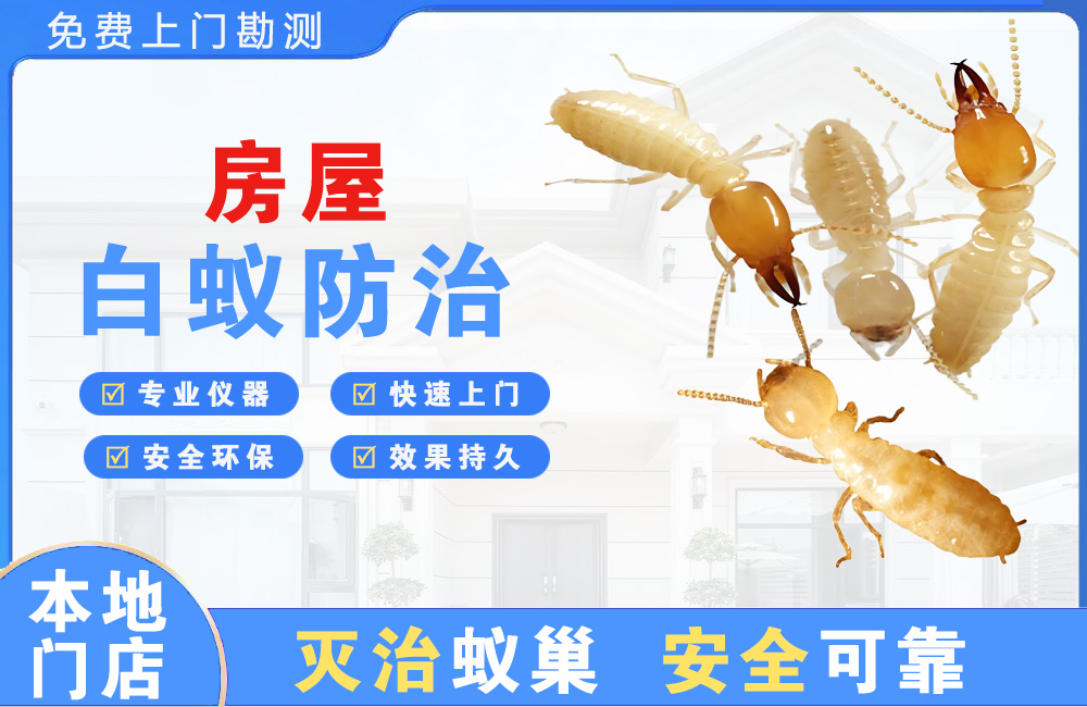 嘉善房屋白蚁防治